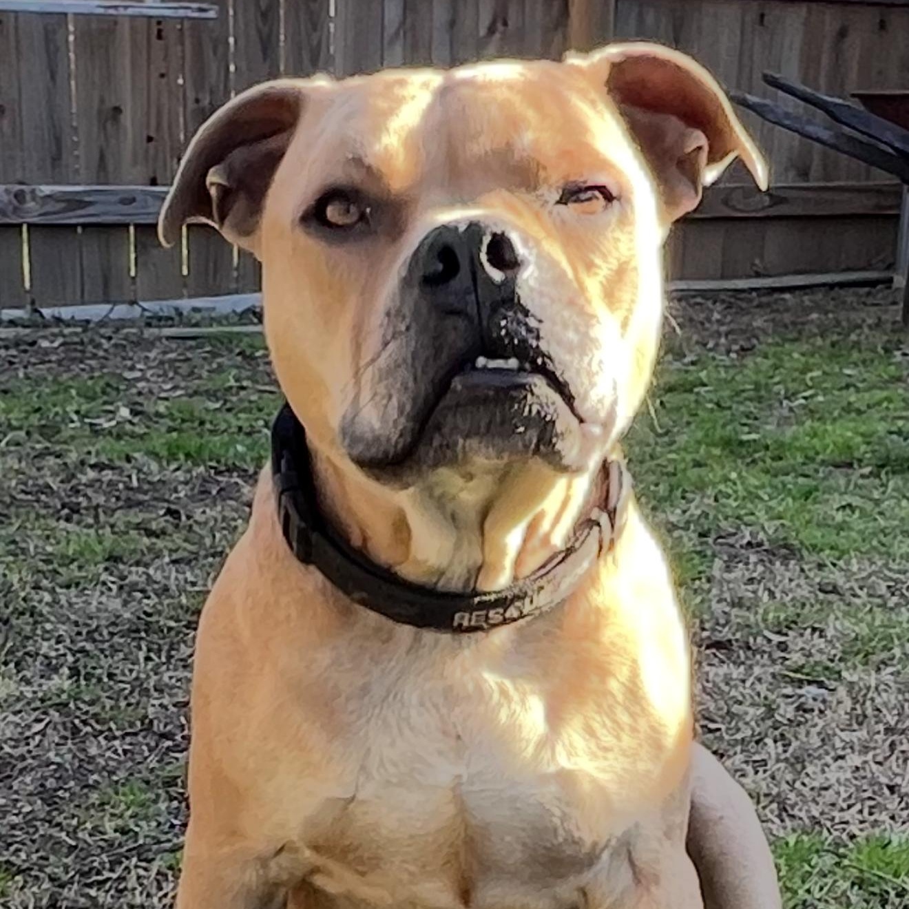 Enlarge Corky, a Adoptable mixed breed in South Bend, IN image 2/6