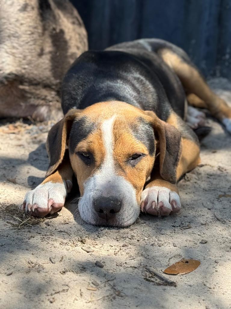 Enlarge Doodle Bug, a Adopted mixed breed in Waynesville, GA image 1/3