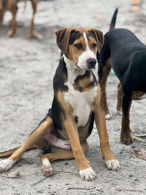 Enlarge Doodle Bug, a Adopted mixed breed in Waynesville, GA image 2/3