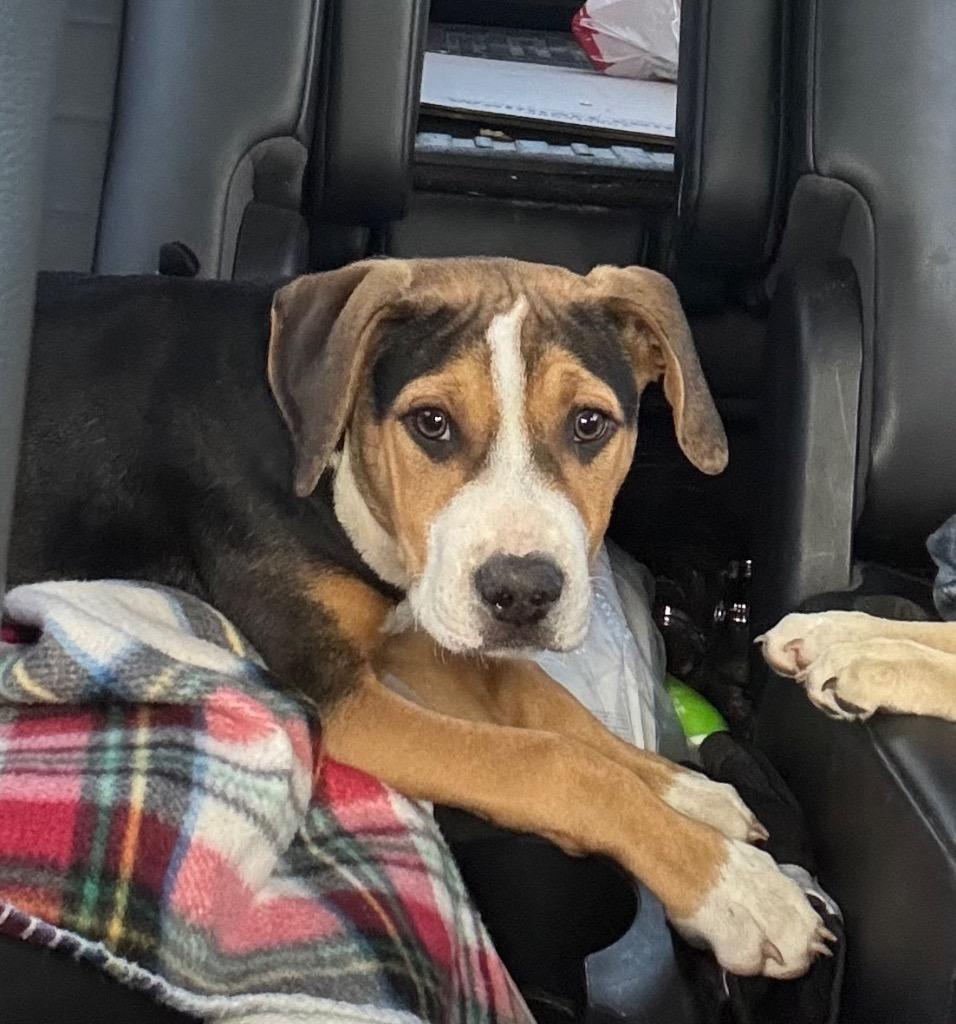 Enlarge Doodle Bug, a Adopted mixed breed in Waynesville, GA image 3/3