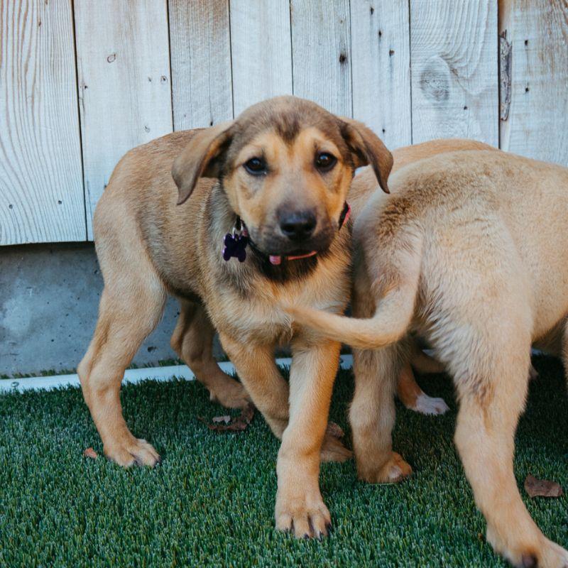 Enlarge Goldie, an adopted mixed breed in Jackson, WY image 3/3