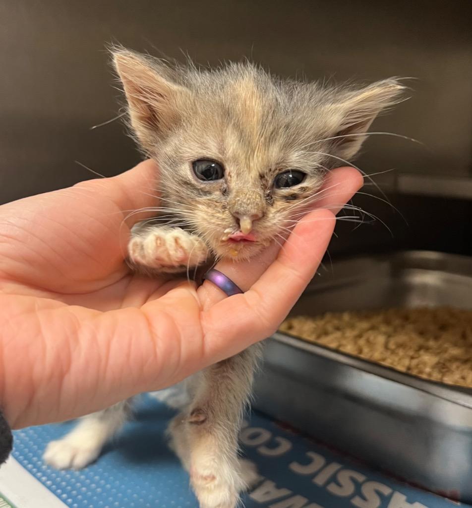Enlarge Barrel, a Adoptable Tabby in Nacogdoches, TX image 1/1