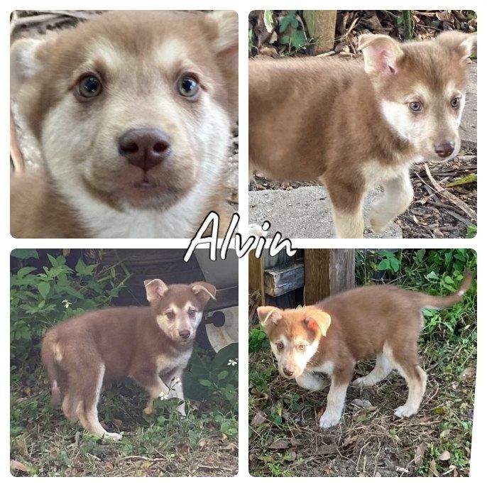 Alvin, Adopted, Puppy Male Australian Shepherd & Husky.