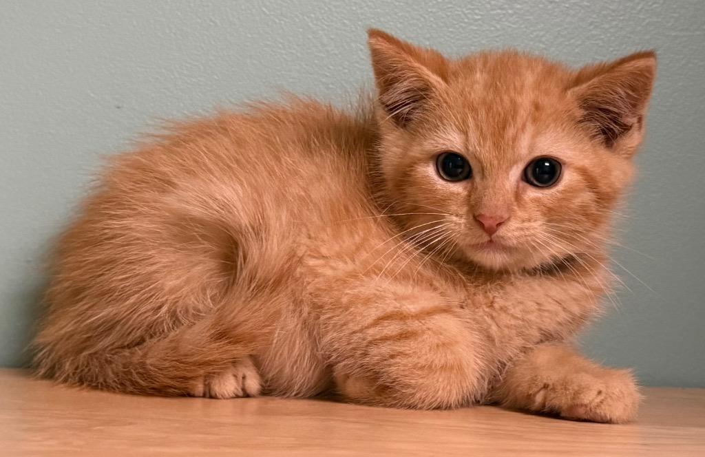 Enlarge Curley, an adopted Domestic Short Hair in Amery, WI image 3/3