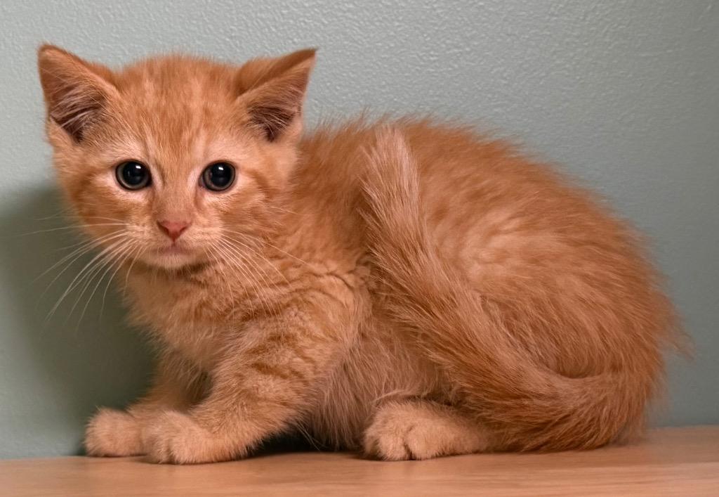 Enlarge Curley, an adopted Domestic Short Hair in Amery, WI image 2/3