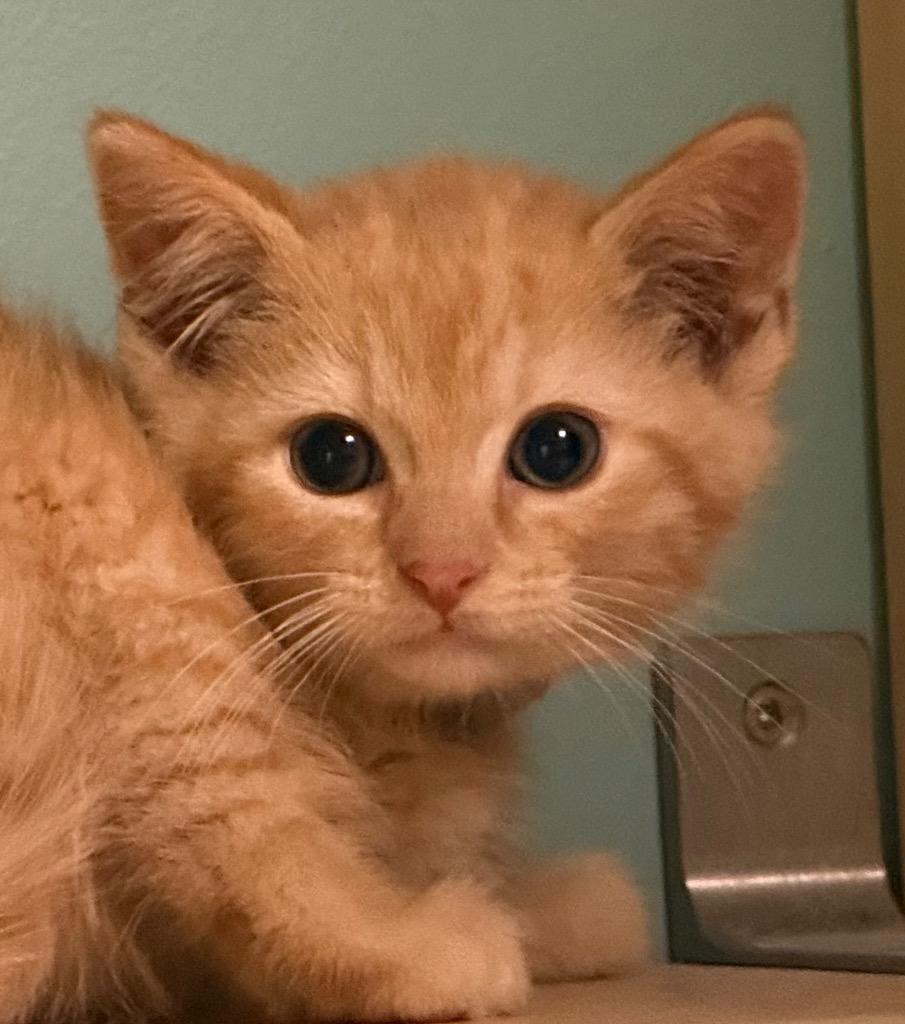 Enlarge Curley, an adopted Domestic Short Hair in Amery, WI image 1/3