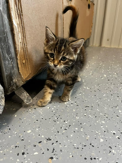 Asiago, Adopted, Kitten Female Domestic Short Hair.