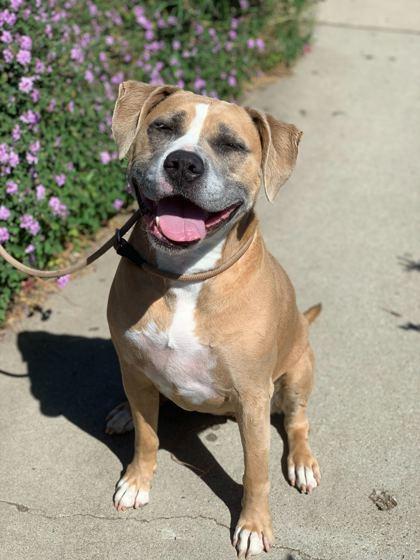 Lola, Adoptable, Adult Female Boxer & Pit Bull Terrier.