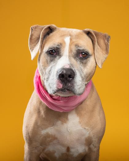 Lola, Adoptable, Adult Female Boxer & Pit Bull Terrier.