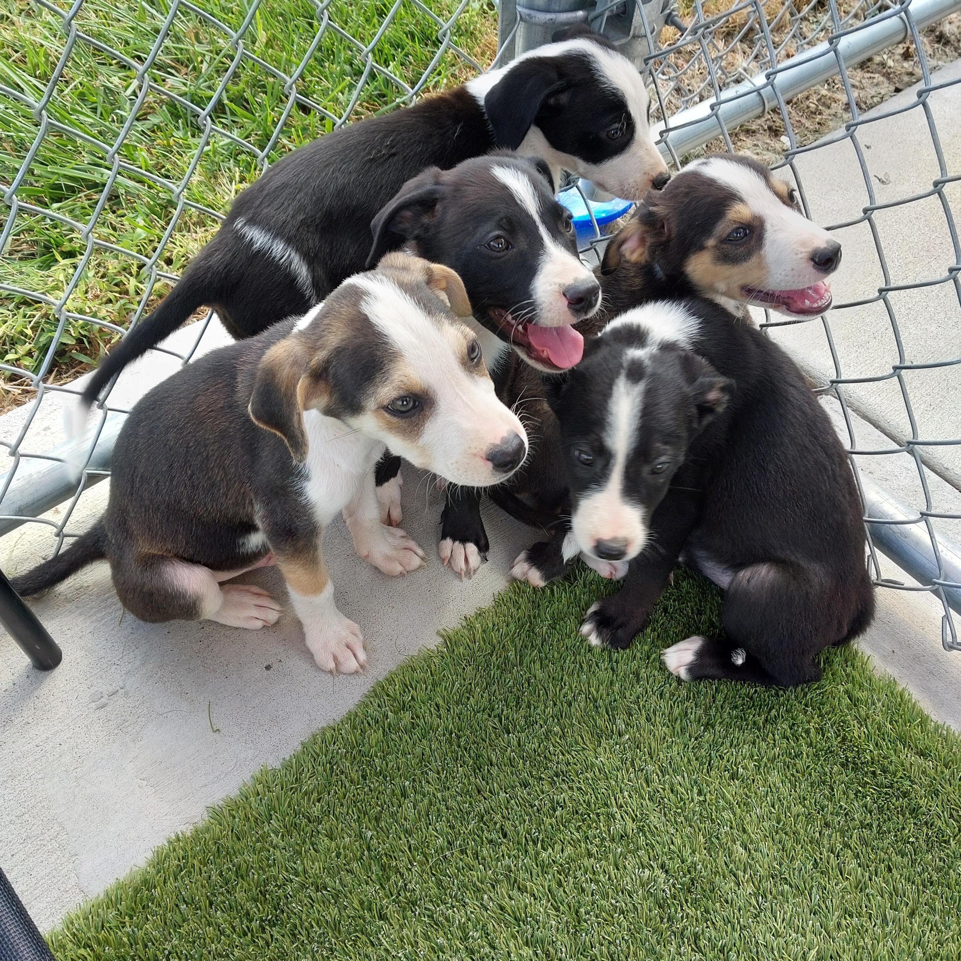 8 Beagle terrier mixes