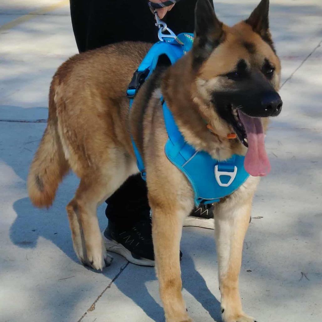 Maverick, a Adoptable Shepherd in San Diego, CA image 1/5
