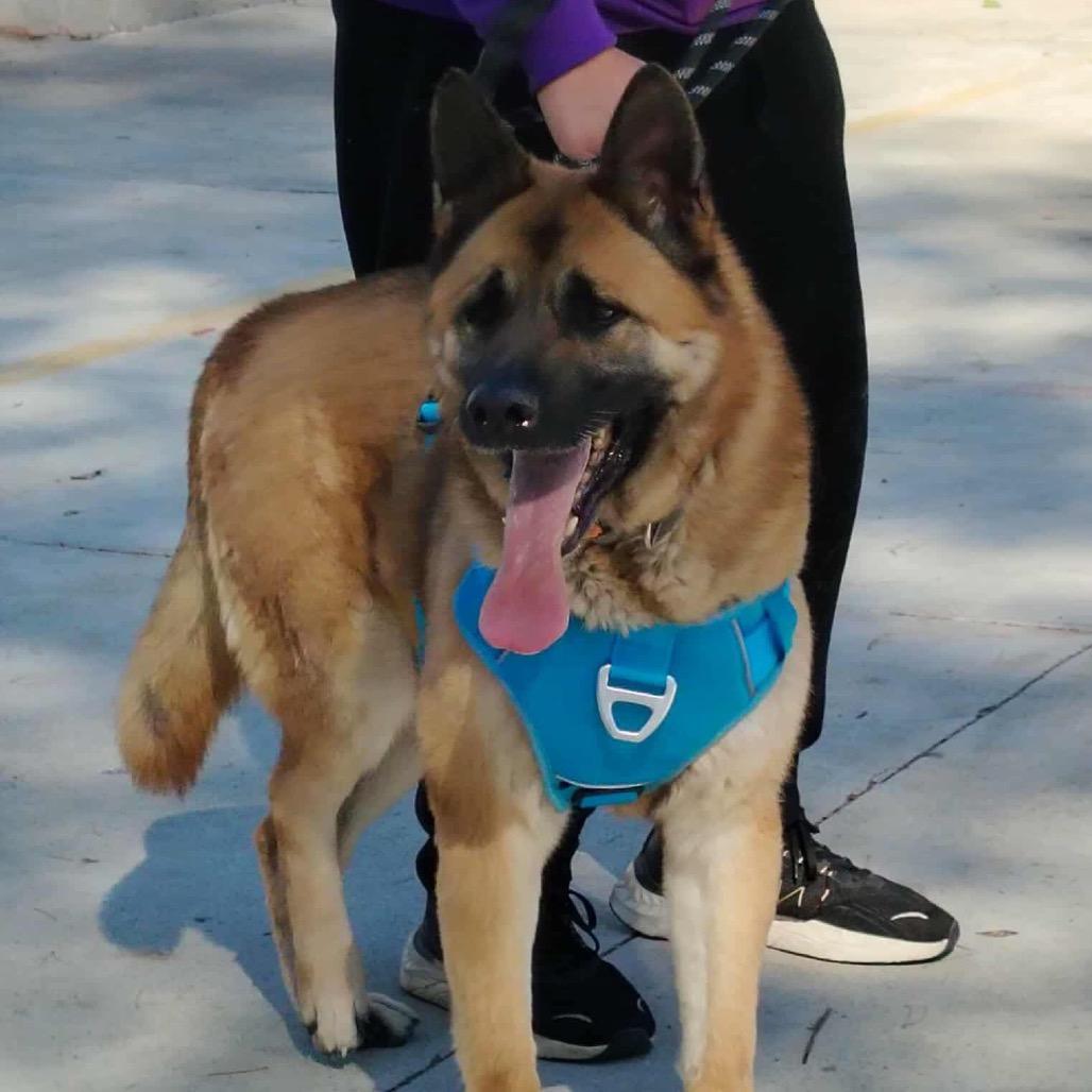Maverick, a Adoptable Shepherd in San Diego, CA image 2/5