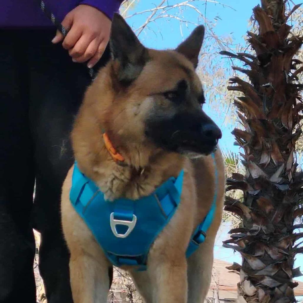 Maverick, a Adoptable Shepherd in San Diego, CA image 3/5