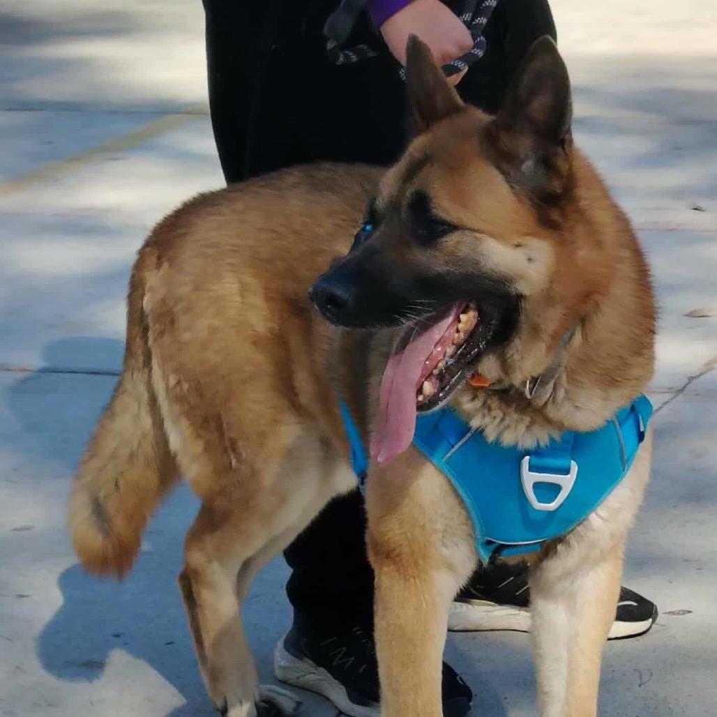 Maverick, a Adoptable Shepherd in San Diego, CA image 4/5