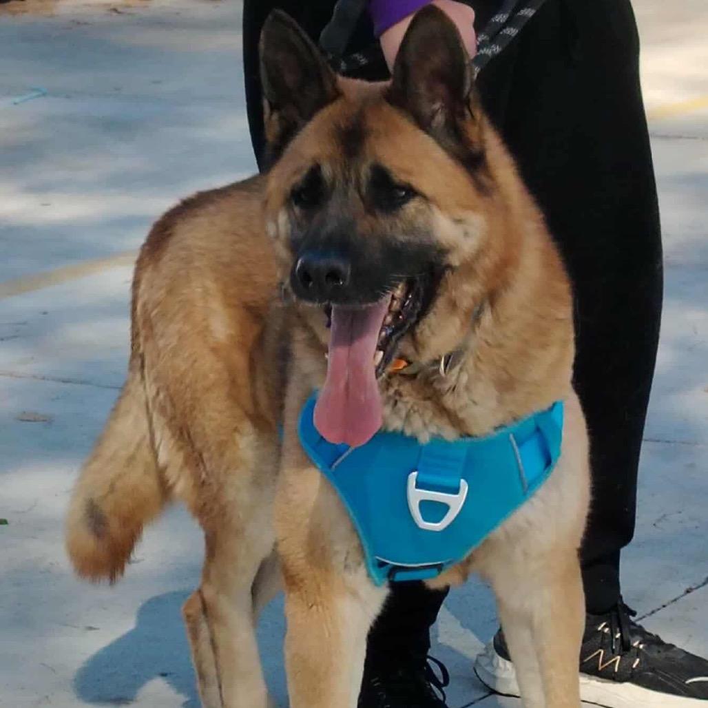 Maverick, a Adoptable Shepherd in San Diego, CA image 5/5