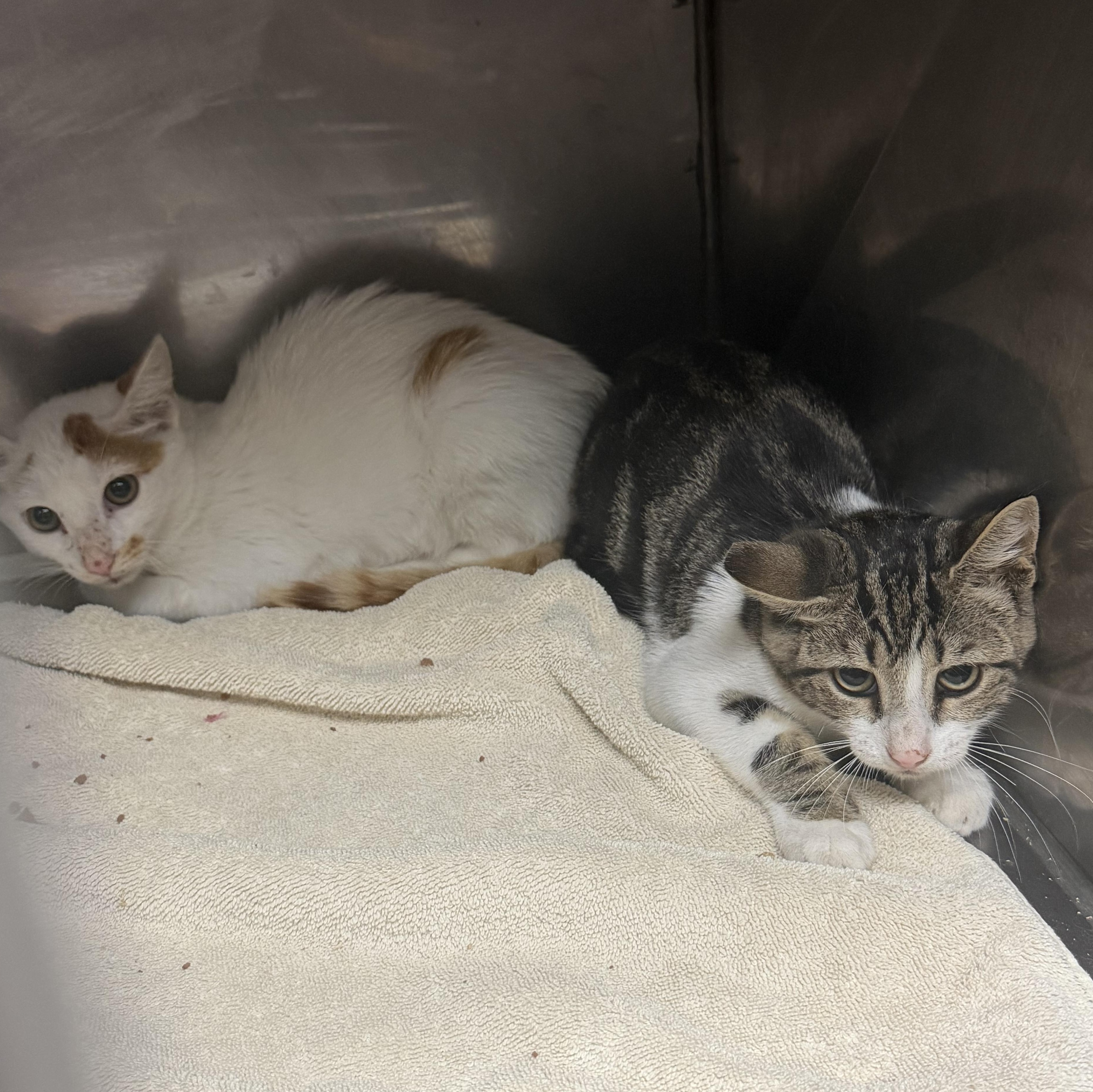 Enlarge Hedgehog and Eggman, an adopted Domestic Short Hair in Elizabethtown, NC image 1/1