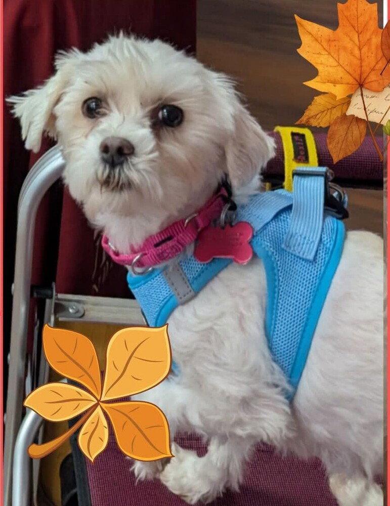 Enlarge Belle, a Adoptable mixed breed in Caldwell, NJ image 3/3