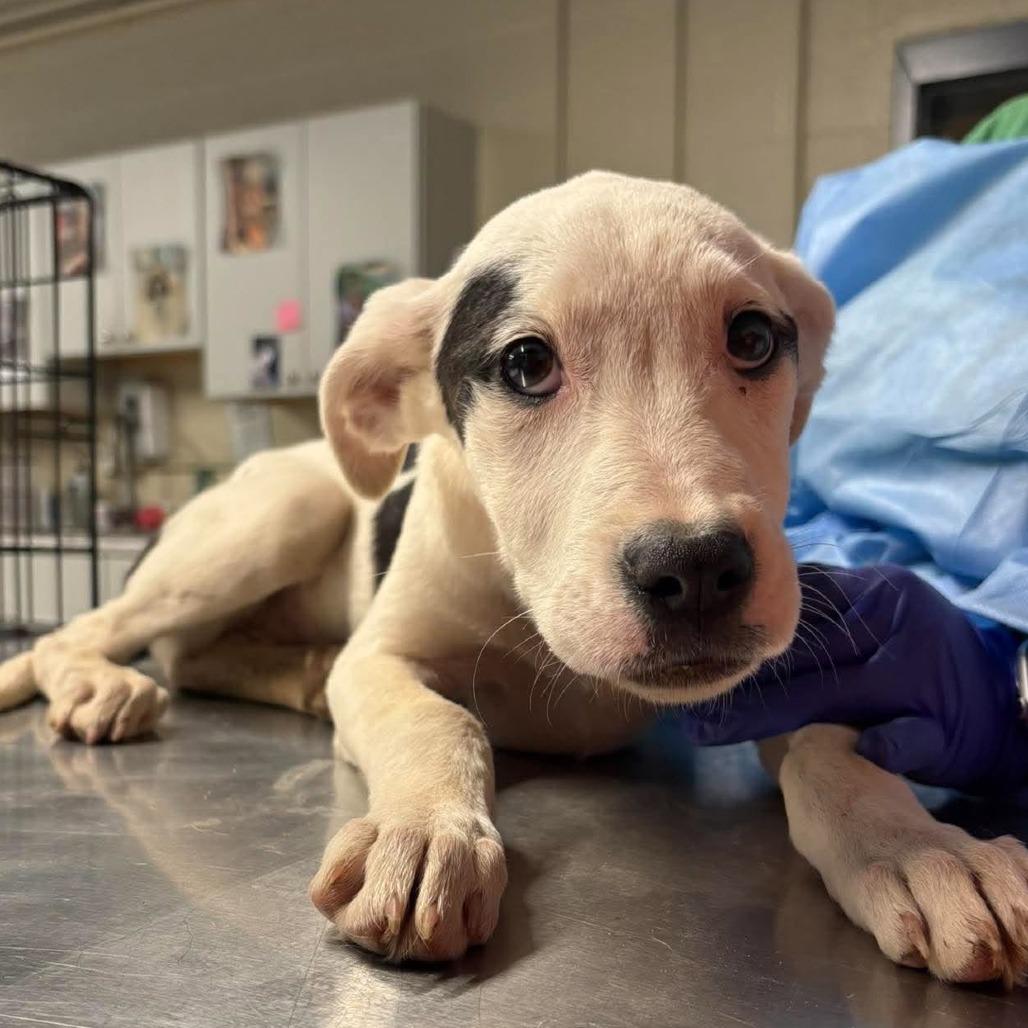 Enlarge Leia, a Adoptable Mixed Breed in Huntington, WV image 1/1