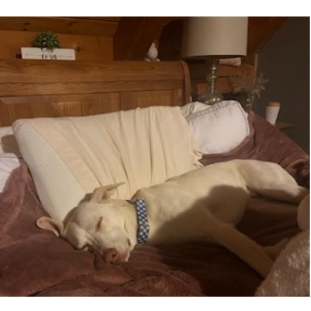 Sandy, Adoptable, Adult Male Mixed Breed.