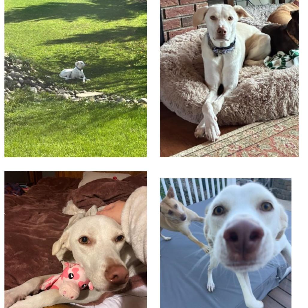 Enlarge Sandy, a Adoptable Mixed Breed in Saratoga Springs, NY image 2/4