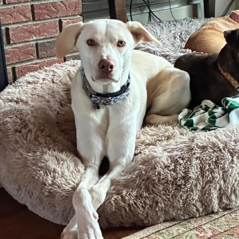 Enlarge Sandy, a Adoptable Mixed Breed in Saratoga Springs, NY image 3/6