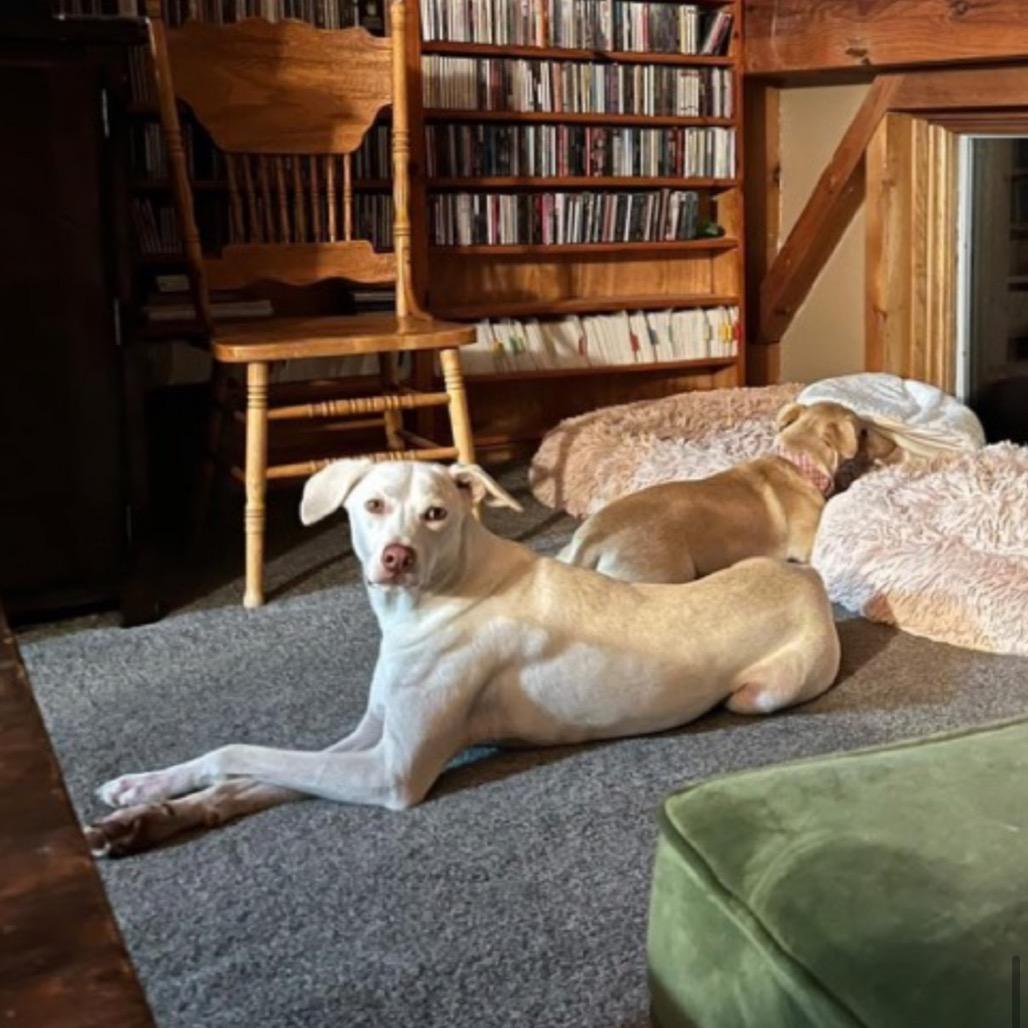 Enlarge Sandy, a Adoptable Mixed Breed in Saratoga Springs, NY image 3/4