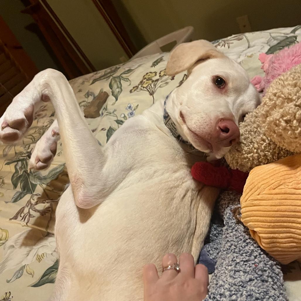 Enlarge Sandy, a Adoptable Mixed Breed in Saratoga Springs, NY image 6/6