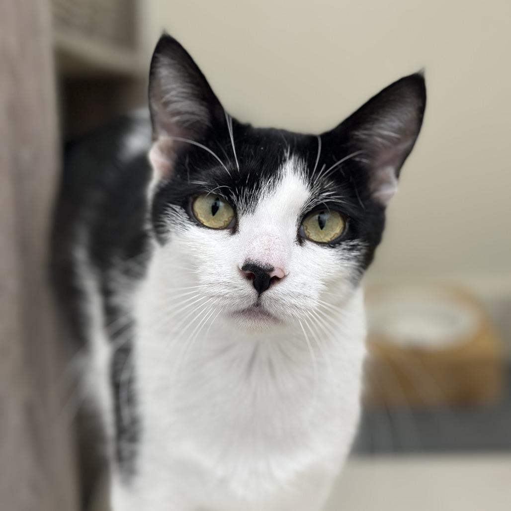 Sweet Pea, a Adoptable Domestic Short Hair in Santa Rosa, CA image 1/6