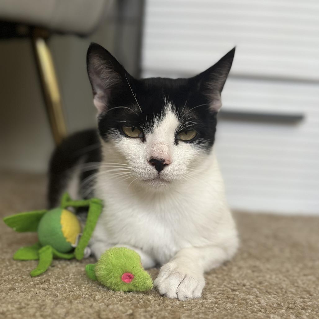 Sweet Pea, a Adoptable Domestic Short Hair in Santa Rosa, CA image 2/6