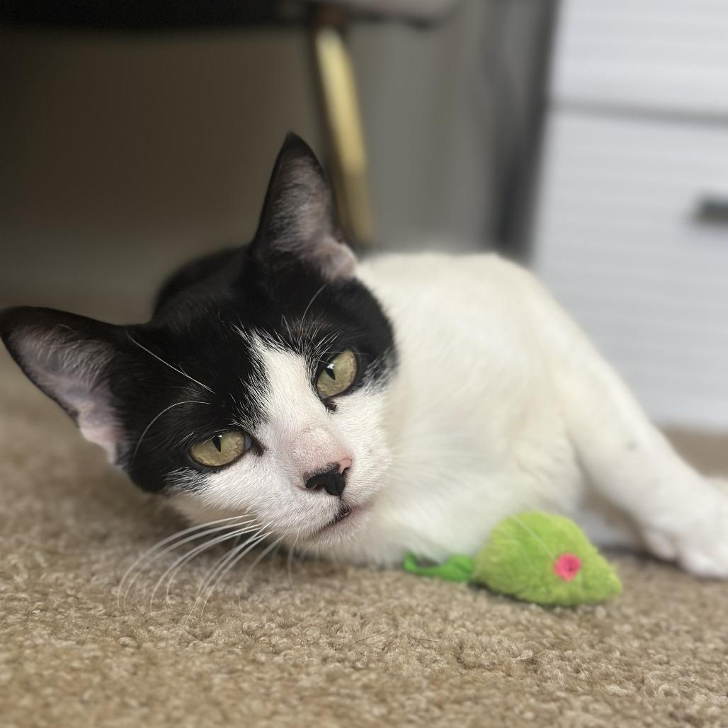 Sweet Pea, a Adoptable Domestic Short Hair in Santa Rosa, CA image 3/6