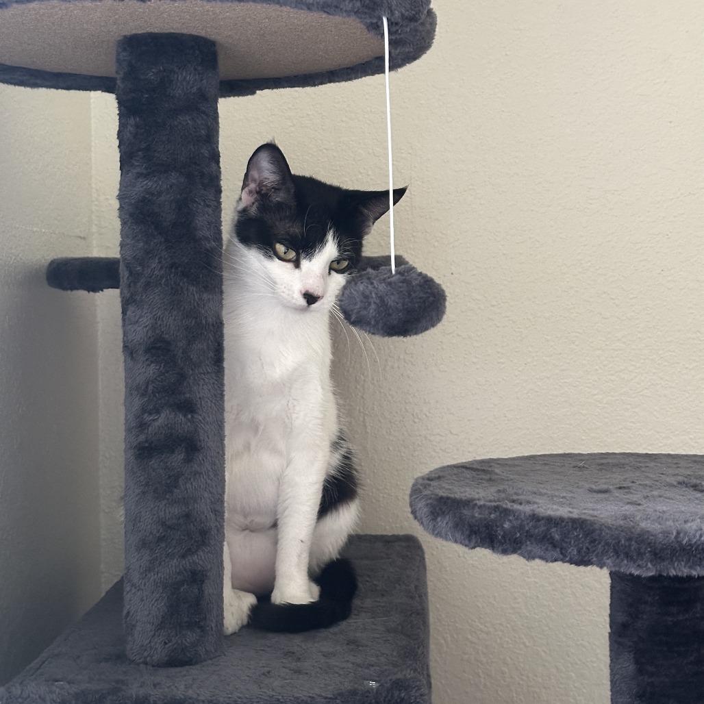 Sweet Pea, a Adoptable Domestic Short Hair in Santa Rosa, CA image 4/6