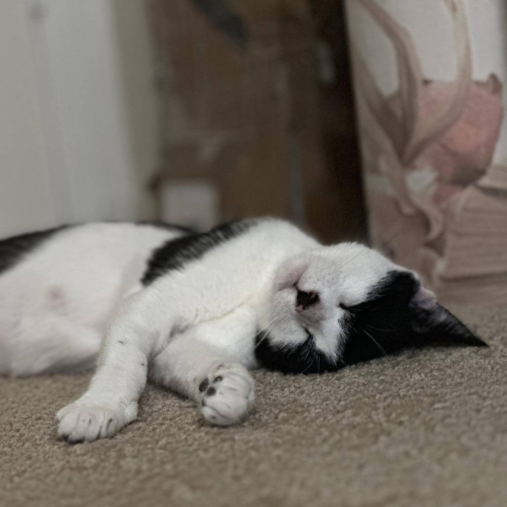 Sweet Pea, a Adoptable Domestic Short Hair in Santa Rosa, CA image 6/6