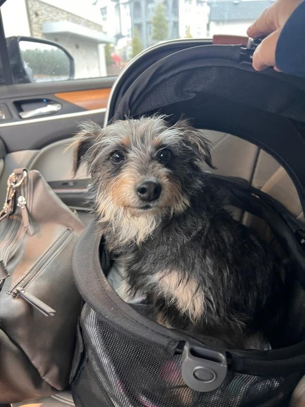 Jack Frost, Adoptable, Young Male Silky Terrier & Terrier.