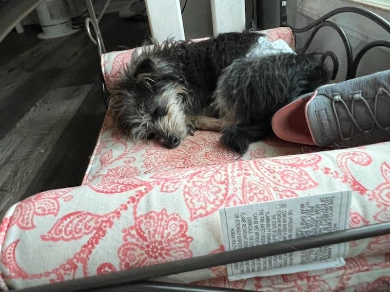 Enlarge Jack Frost, a Adoptable mixed breed in Milton, GA image 3/3