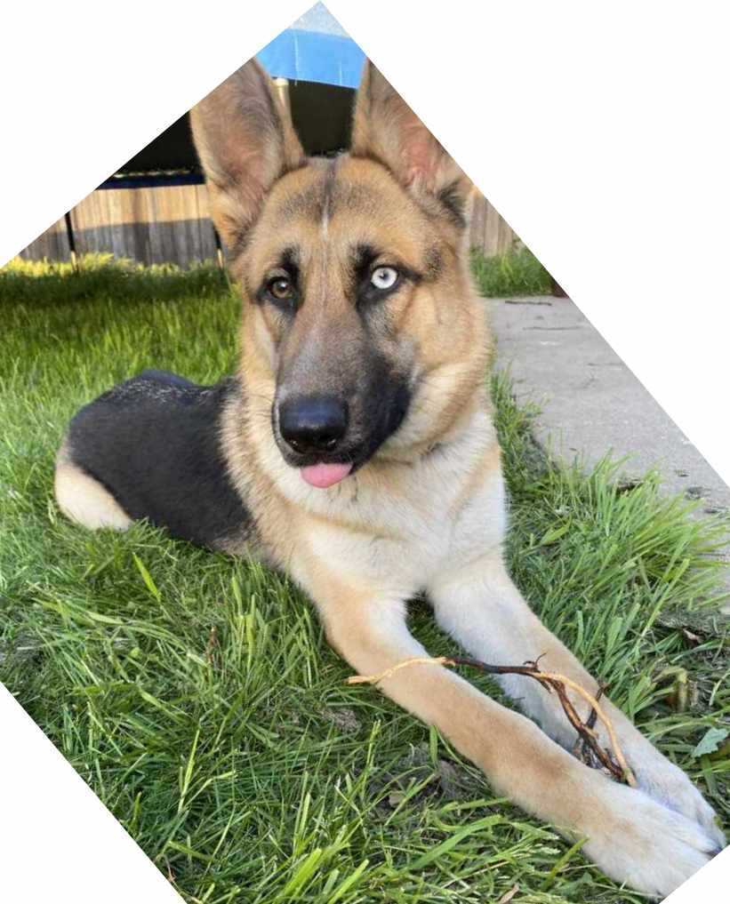 Skye, a Adoptable German Shepherd Dog in Pleasant Grove, CA image 1/6