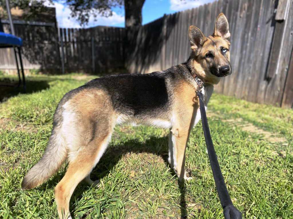 Skye, a Adoptable German Shepherd Dog in Pleasant Grove, CA image 2/6