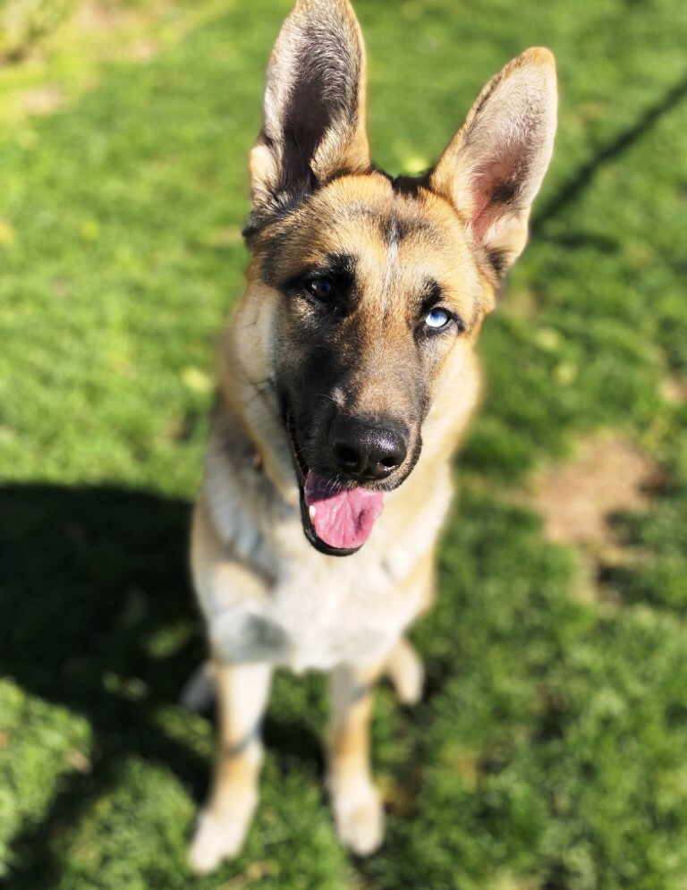 Skye, a Adoptable German Shepherd Dog in Pleasant Grove, CA image 3/6
