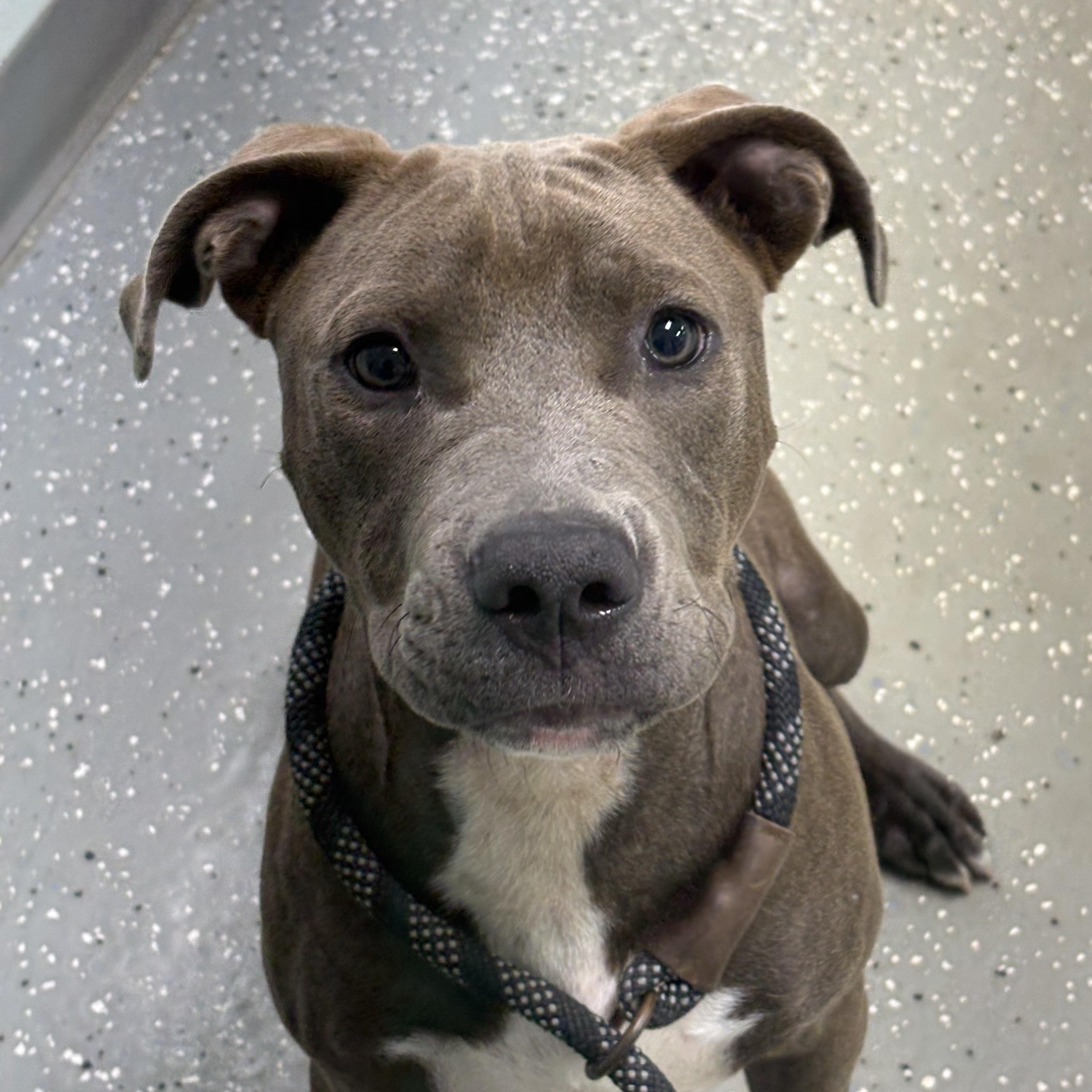 Kangaroo Jack, ADOPTABLE, Puppy Male American Staffordshire Terrier.