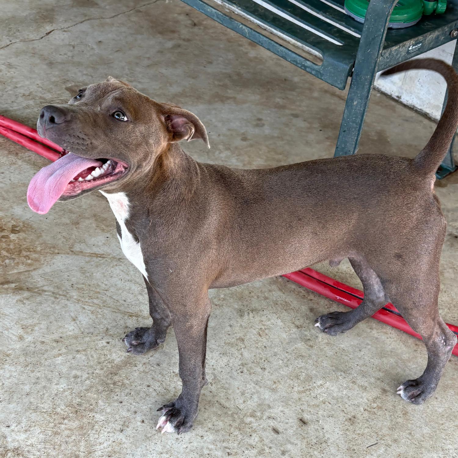 Kangaroo Jack, a ADOPTABLE mixed breed in Bardstown, KY image 5/5