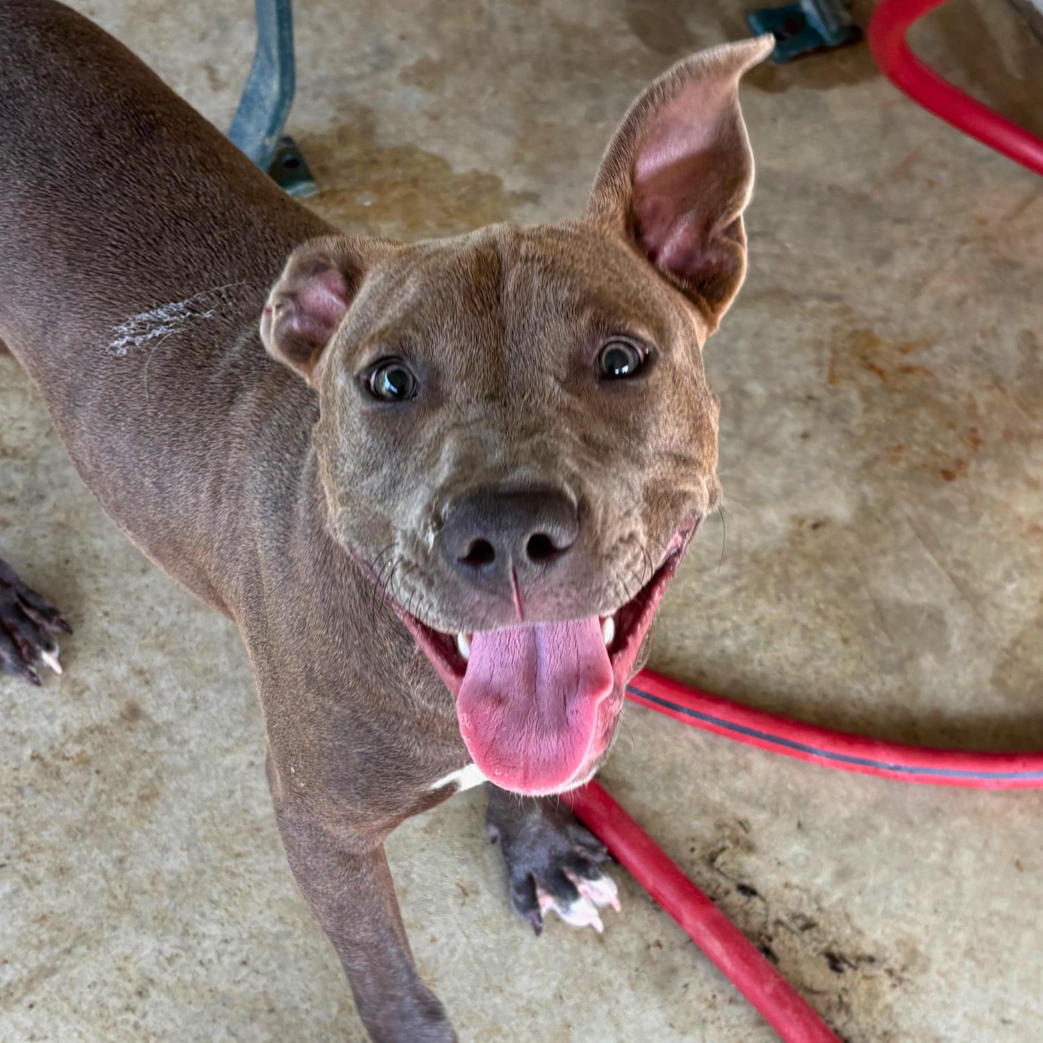 Kangaroo Jack, a ADOPTABLE mixed breed in Bardstown, KY image 2/5