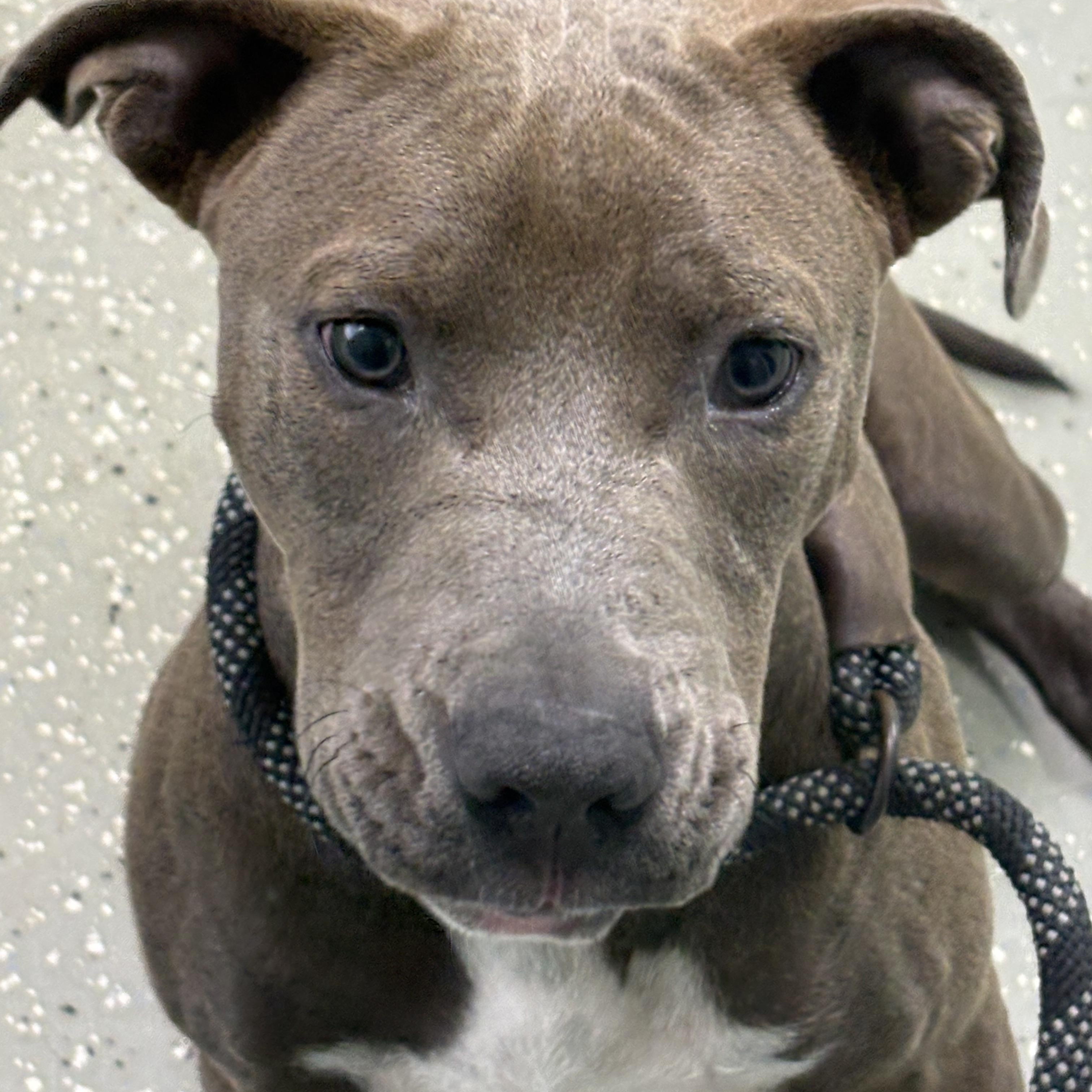 Kangaroo Jack, a ADOPTABLE mixed breed in Bardstown, KY image 4/5