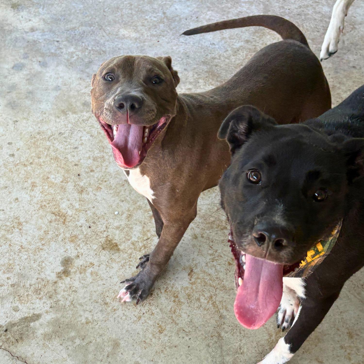 Kangaroo Jack, a ADOPTABLE mixed breed in Bardstown, KY image 3/5