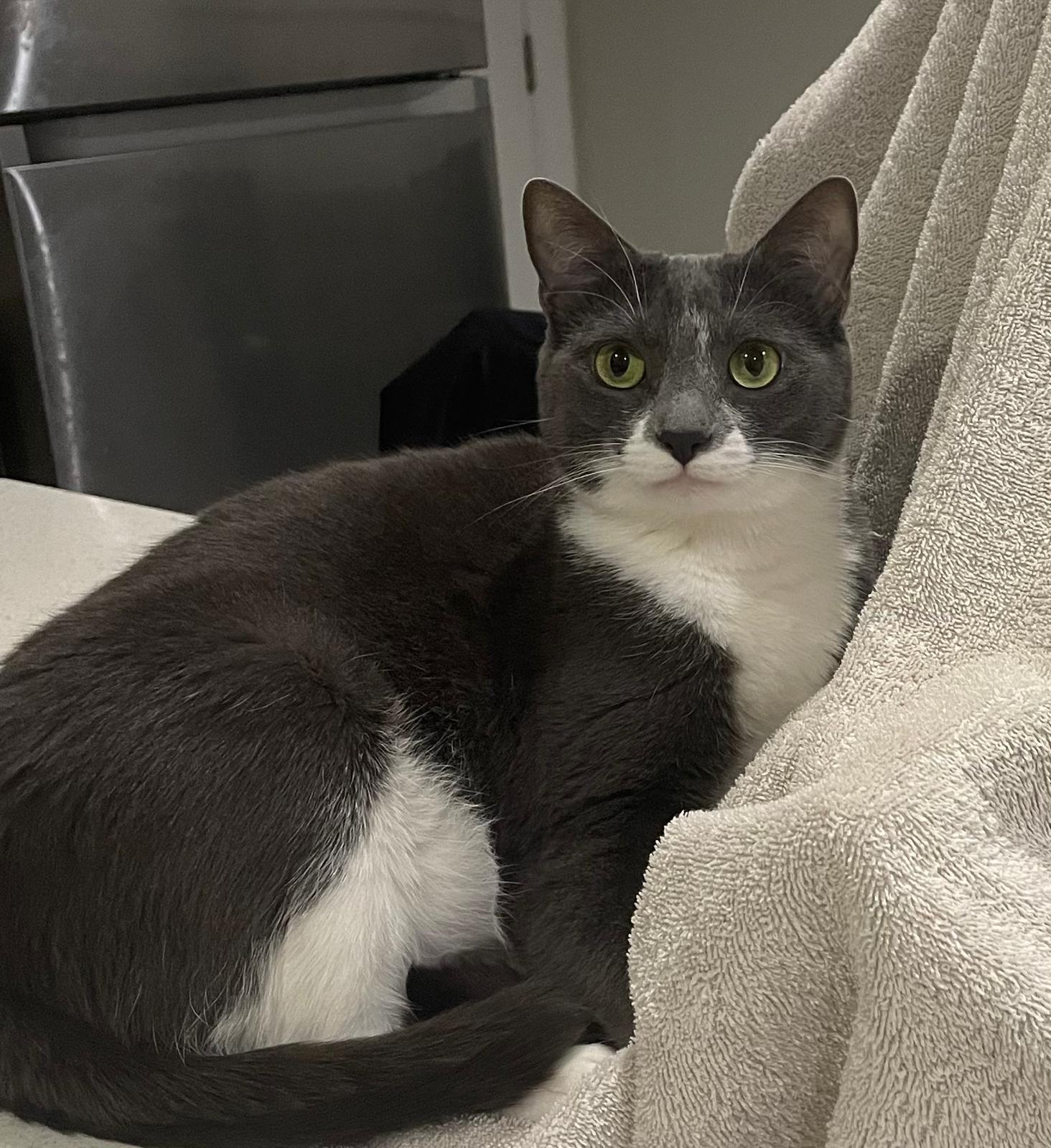 Enlarge Zoe, a Adopted Domestic Short Hair in Surrey, BC image 1/1