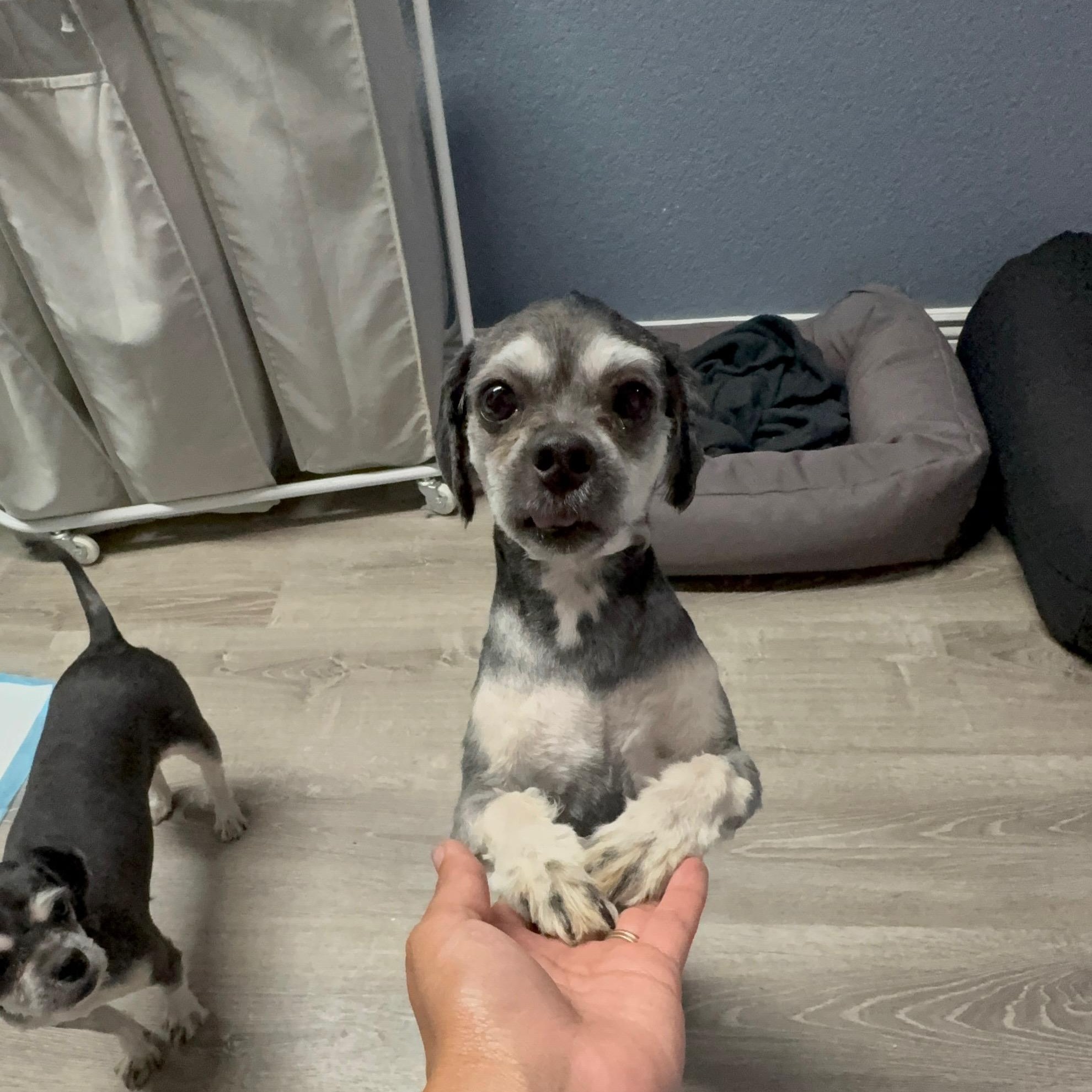 Thelma, ADOPTABLE, Young Female Shih Tzu & Miniature Poodle.