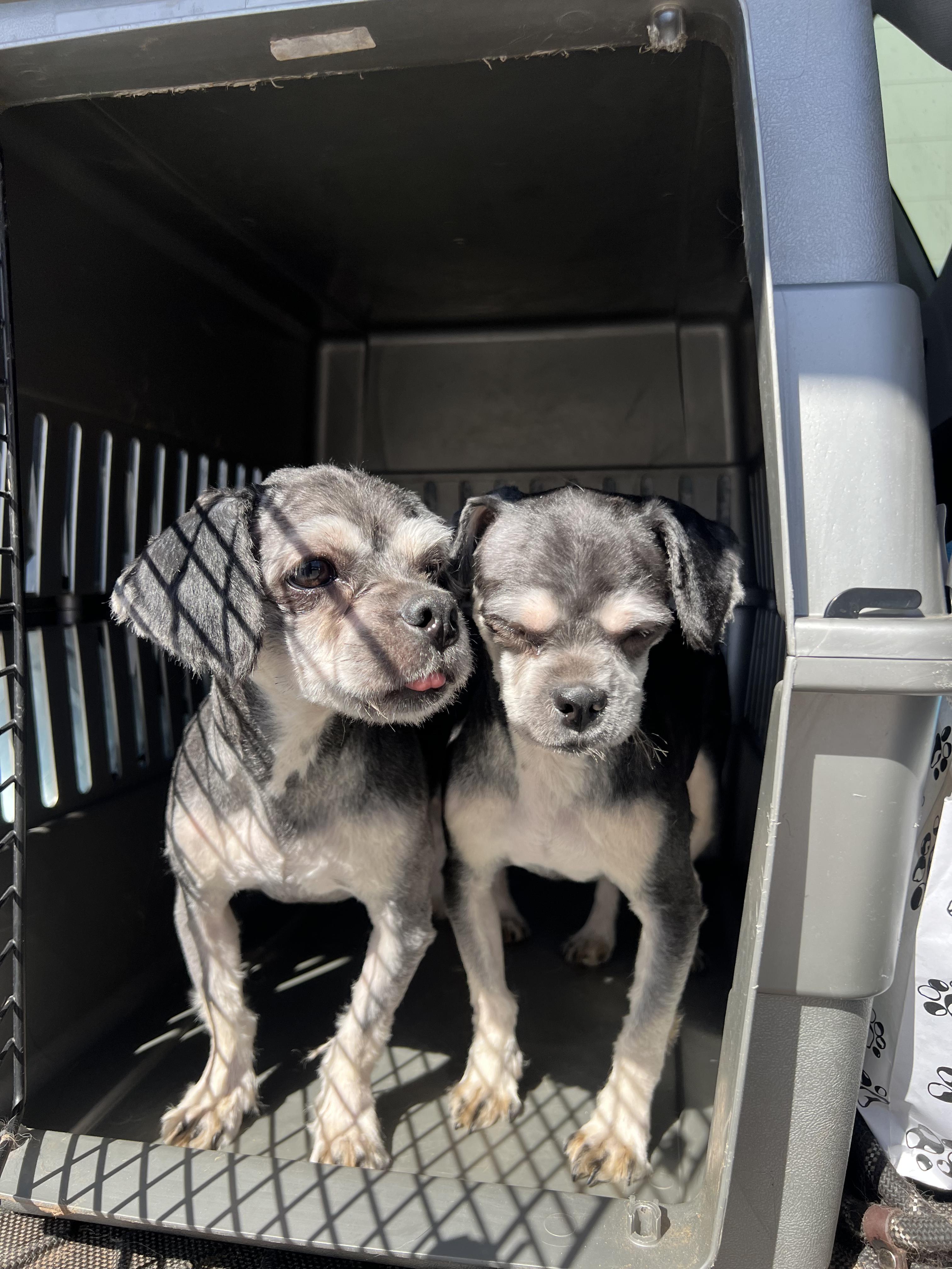 Enlarge Thelma, a ADOPTABLE mixed breed in Fort Collins, CO image 4/5