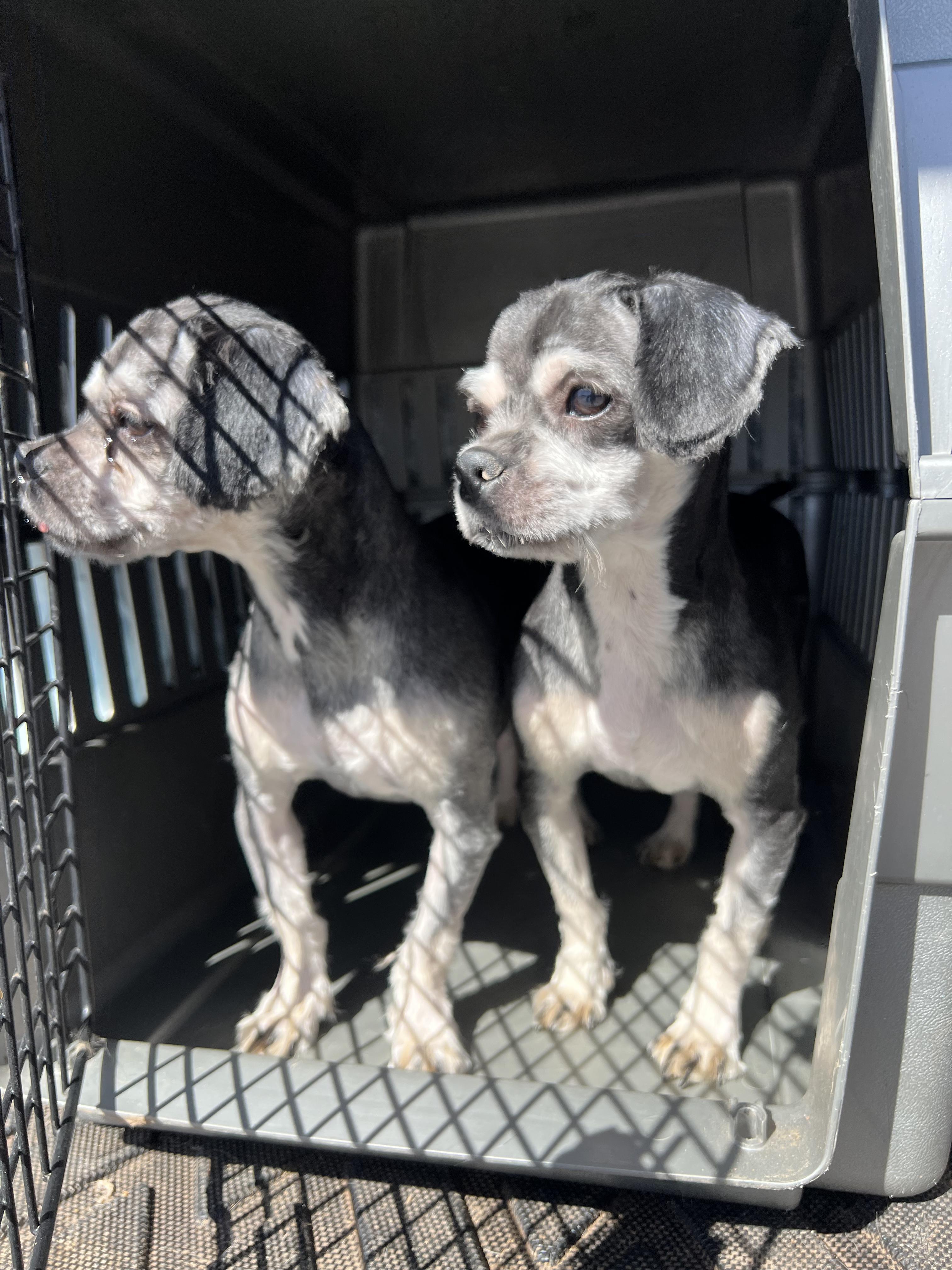 Enlarge Thelma, a ADOPTABLE mixed breed in Fort Collins, CO image 5/5