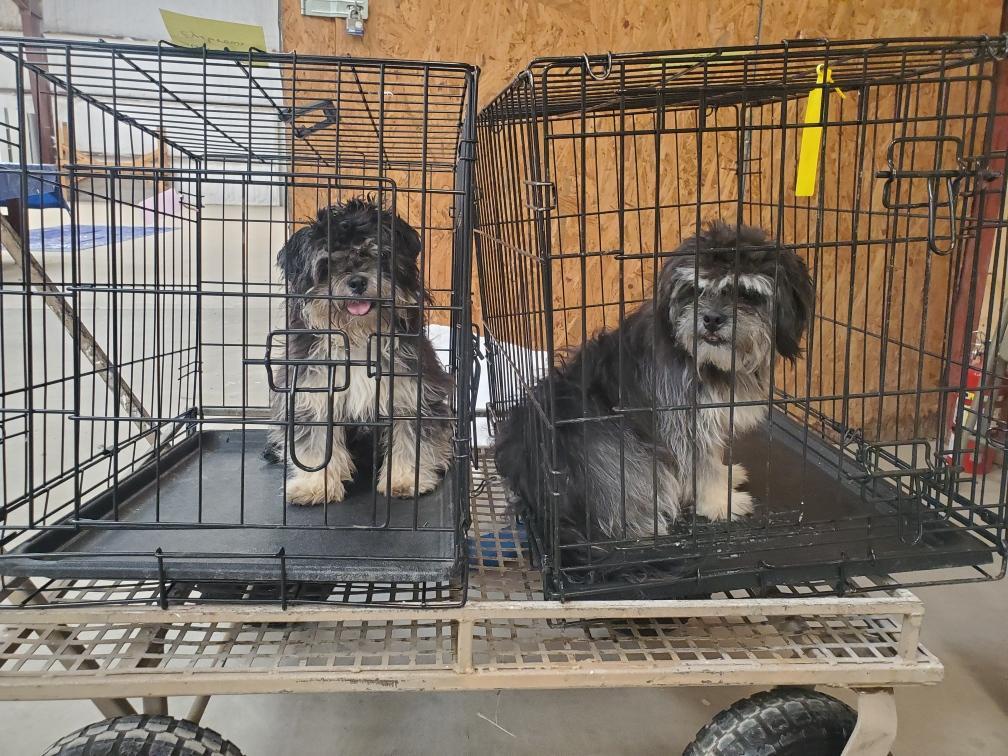 Enlarge Thelma, a ADOPTABLE mixed breed in Fort Collins, CO image 3/5