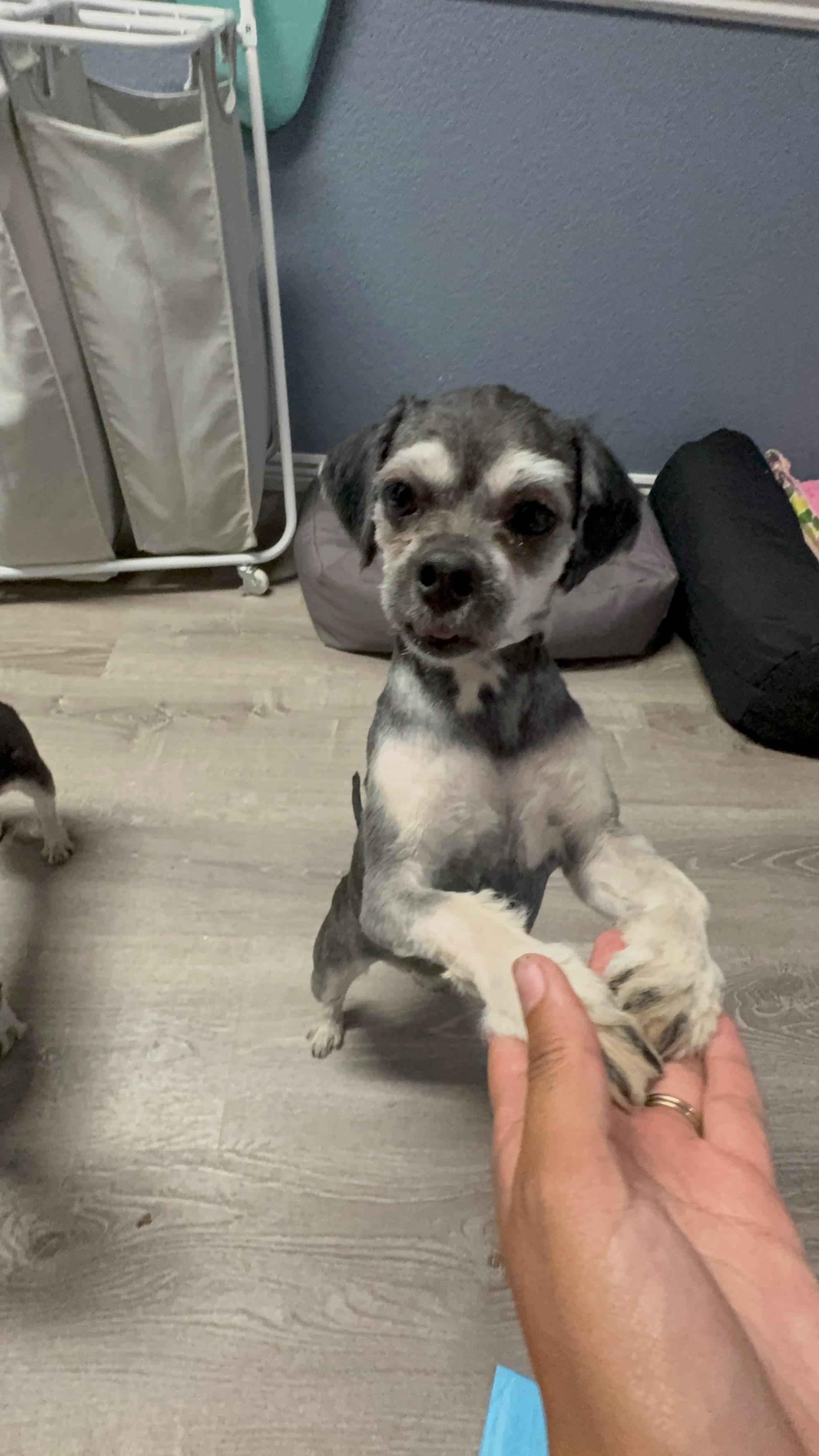 Enlarge Thelma, a ADOPTABLE mixed breed in Fort Collins, CO image 2/5