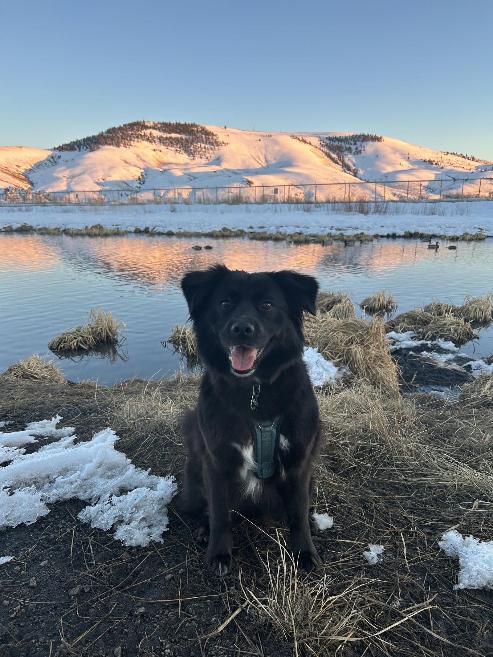 Prairie, Adopted, Adult Female Mixed Breed.