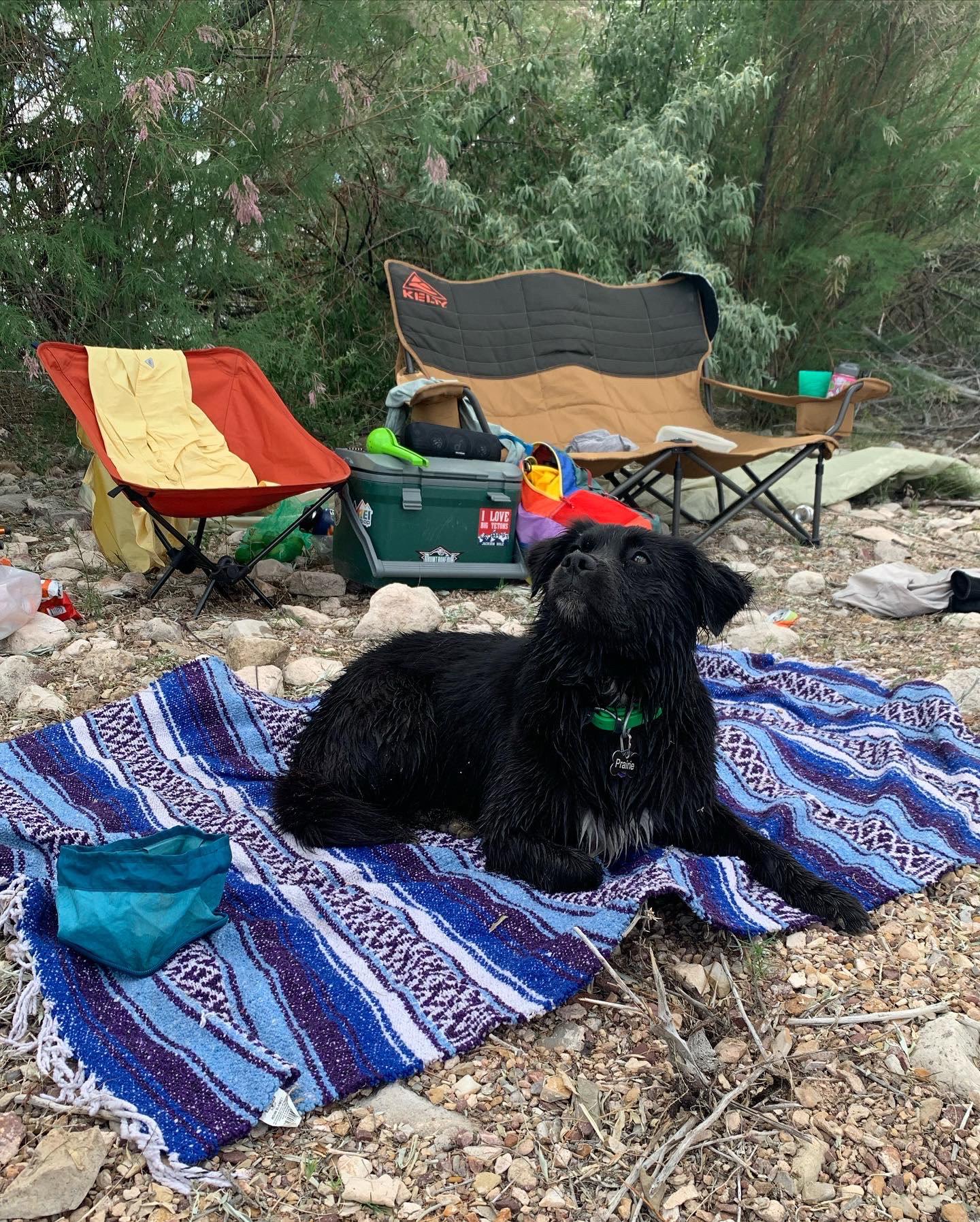 Enlarge Prairie, a Adopted Mixed Breed in Fort Collins, CO image 2/3